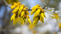 kowhai tree